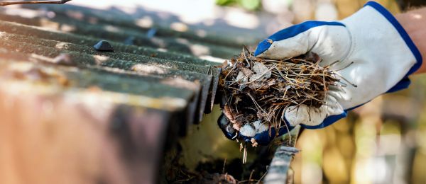 Pine Needle Gutter Cleaning in State College